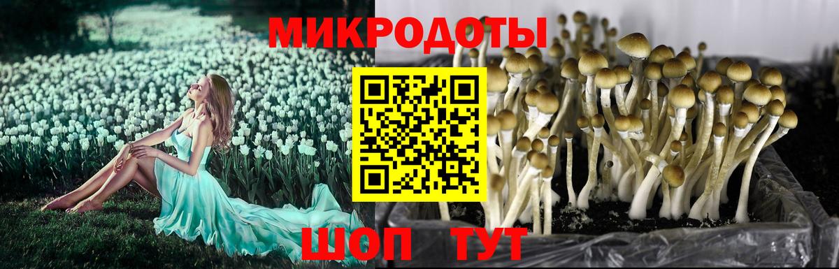 Галлюциногенные грибы Psilocybine cubensis Северск